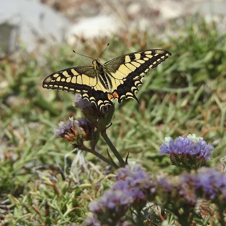 Sunset With Sea And Coastal Views Penthouse *