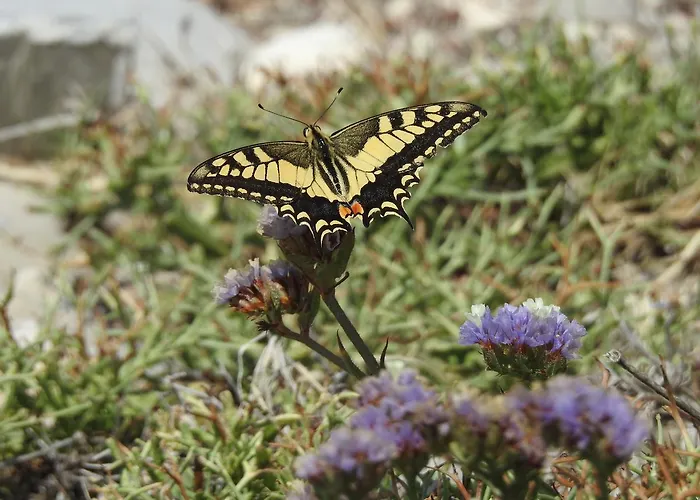 Sunset With Sea And Coastal Views Penthouse *