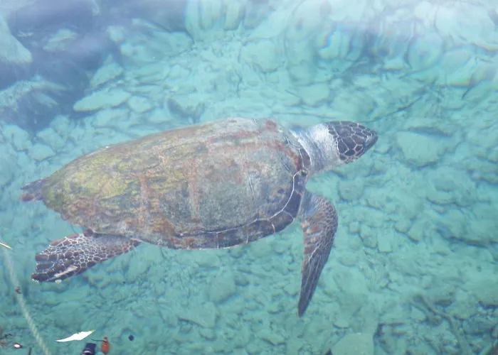 Sunset With Sea And Coastal Views Penthouse קיסונרגה